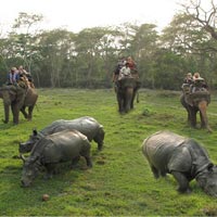 Jungle Safari