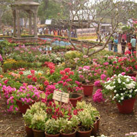 Flower show and food festival