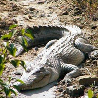 Bhagabatpur Crocodile Project
