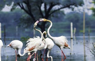  Ranthambore National Park