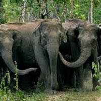 Bandipur Elephant