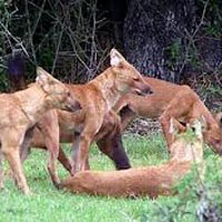 Bandipur