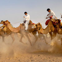 Desert Festival
