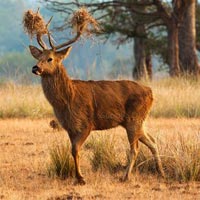 Kanha National Park Bamni Dadar