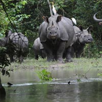 One Horned Rhinoceros