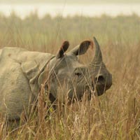 Manas National Park Elephants