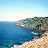 Bat Island