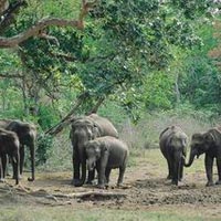 Mudumalai National Park