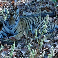 Kanha  National Park