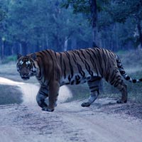 Pench Wildlife Sanctuary