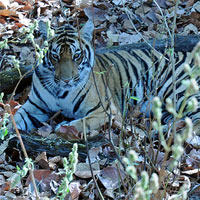 Tiger Wildlife