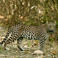 Leopards Wildlife